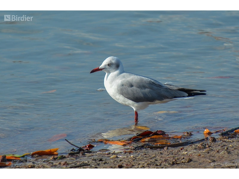 Grey-headed Gull