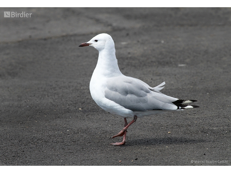 Hartlaub's Gull