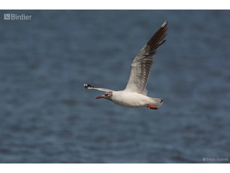 Brown-hooded Gull