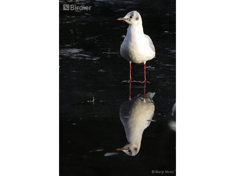 Black-headed Gull