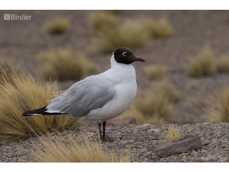 Andean Gull