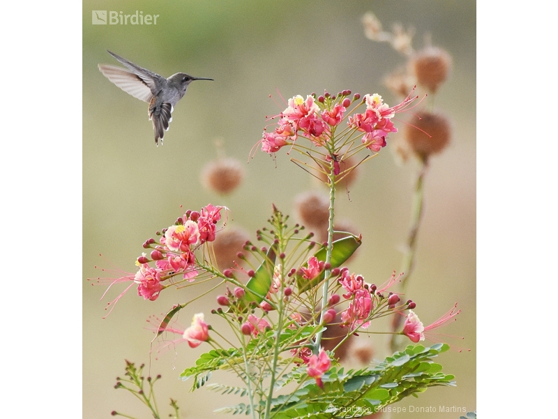 Ruby-topaz Hummingbird