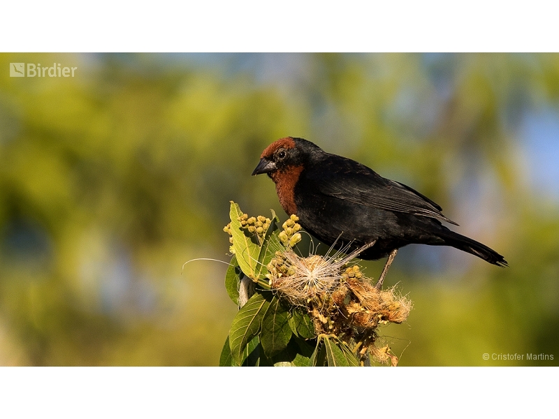Chestnut-capped Blackbird