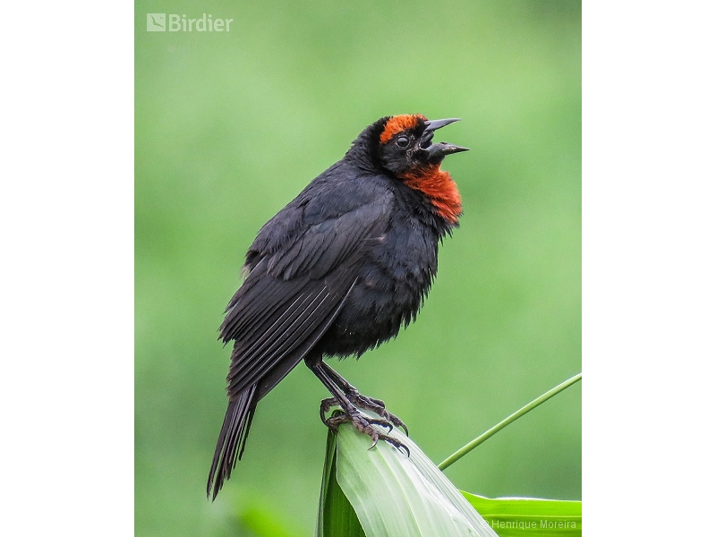 Chestnut-capped Blackbird