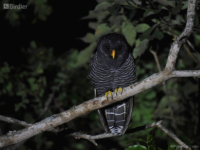 Black-banded Owl