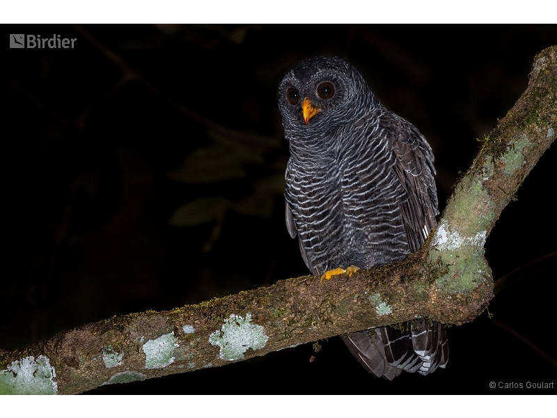 Black-banded Owl