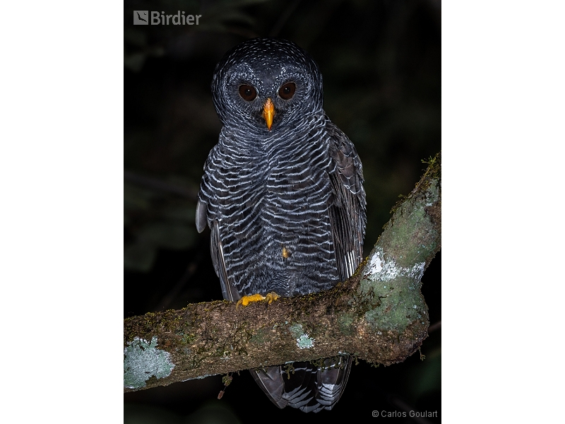 Black-banded Owl