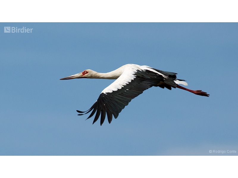 Maguari Stork
