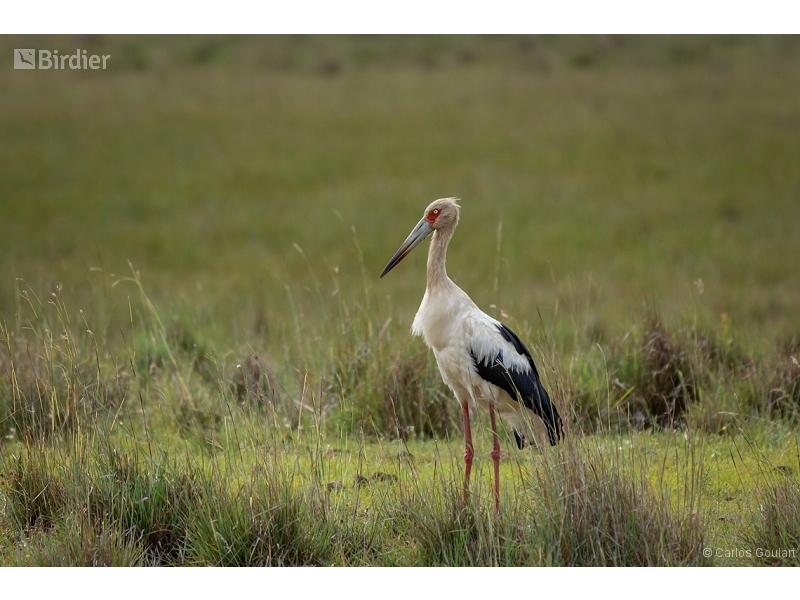 Maguari Stork