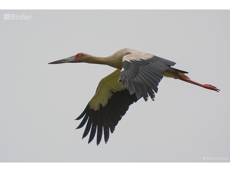 Maguari Stork