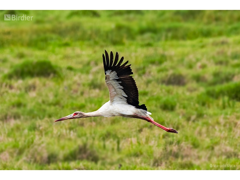Maguari Stork