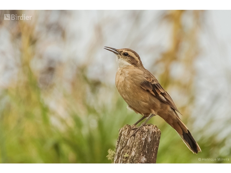 Long-tailed Cinclodes
