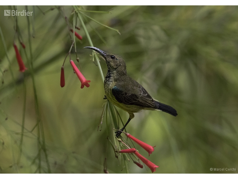 Souimanga Sunbird