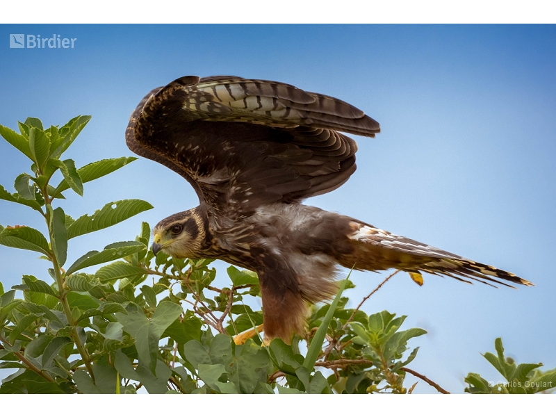 Long-winged Harrier