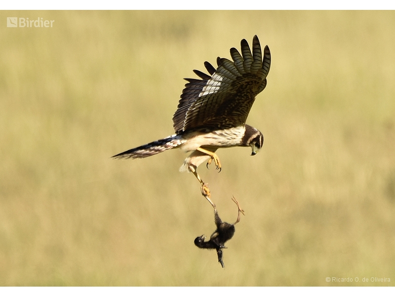 Long-winged Harrier