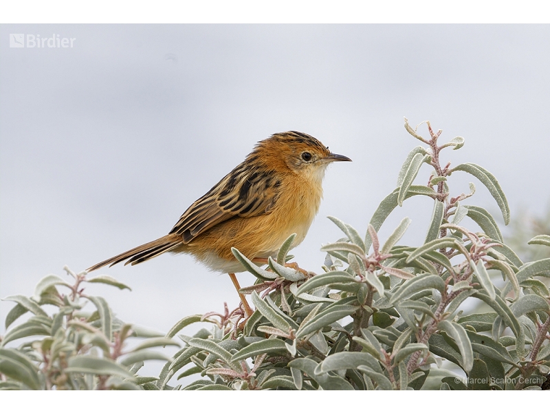Golden-headed Cisticola