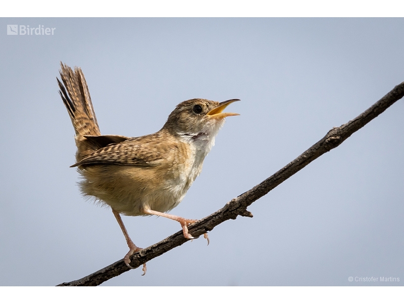 Grass Wren
