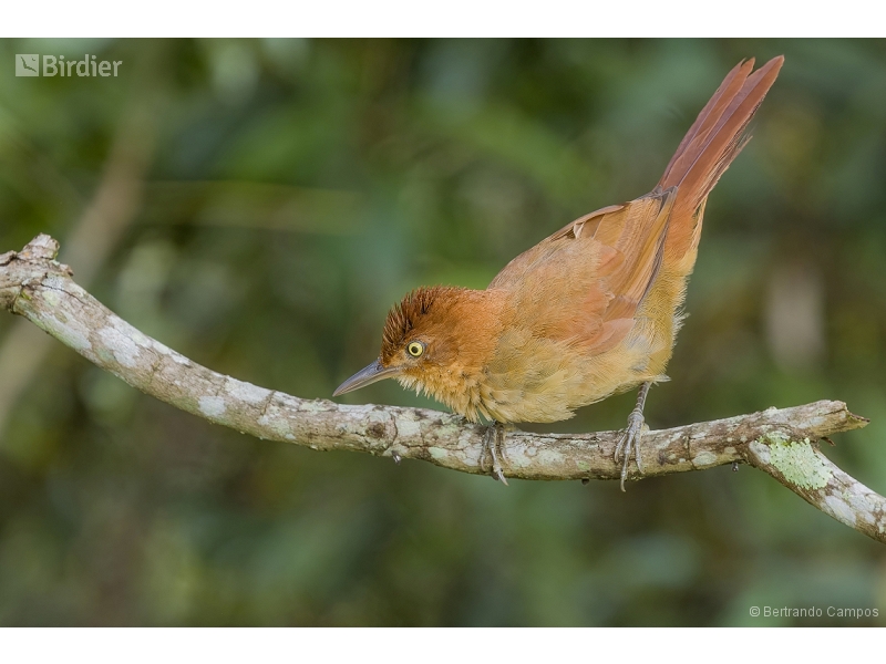 Henna-capped Foliage-gleaner