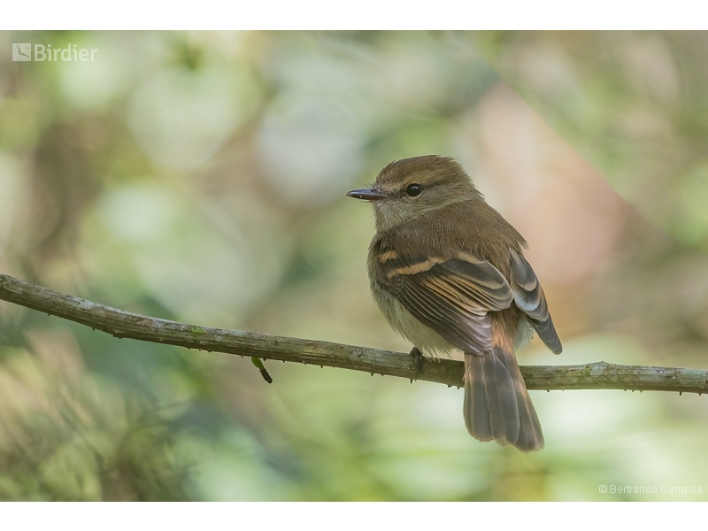 Fuscous Flycatcher
