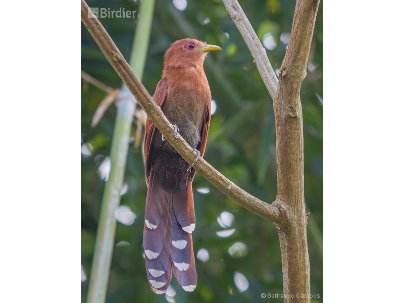 Little Cuckoo