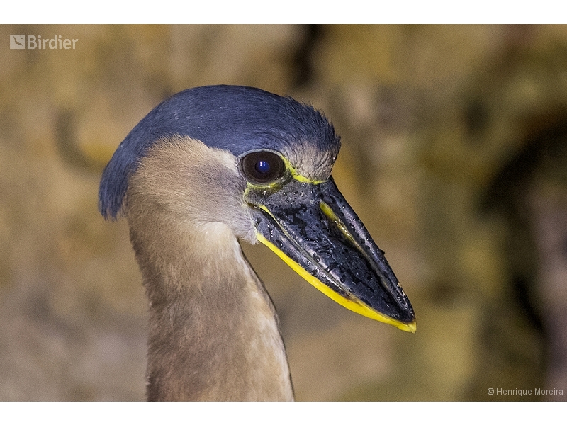 Boat-billed Heron