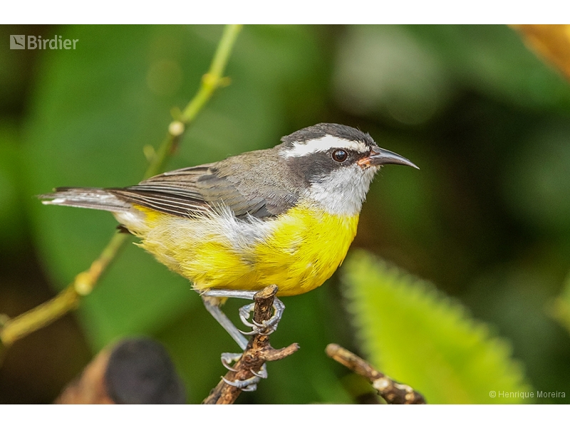 Bananaquit
