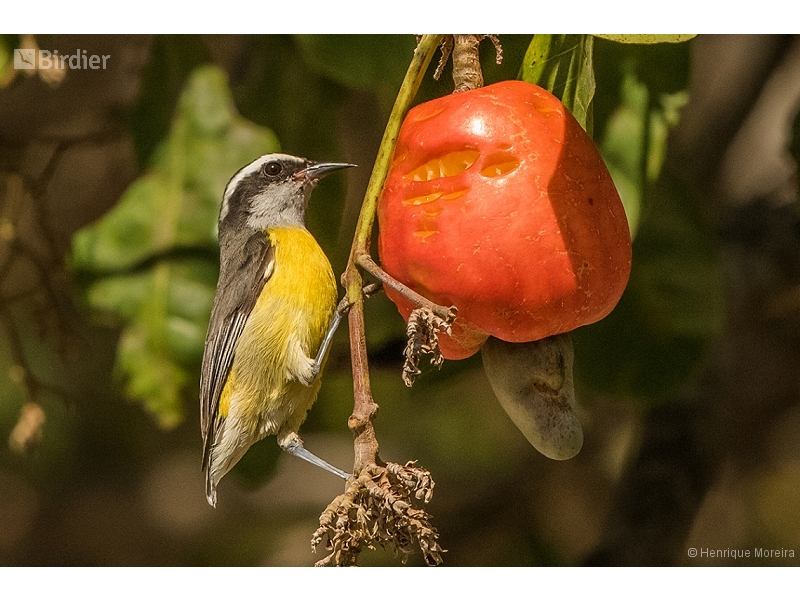 Bananaquit
