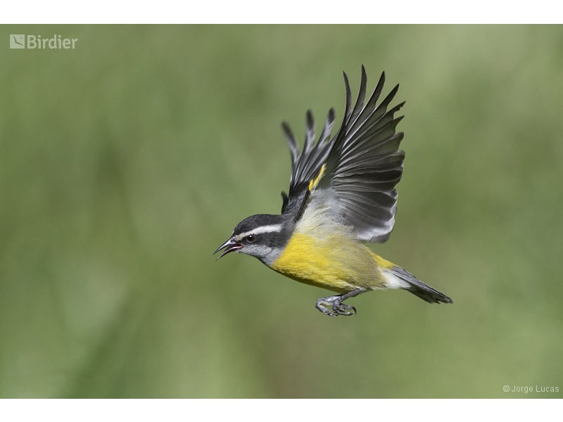 Bananaquit