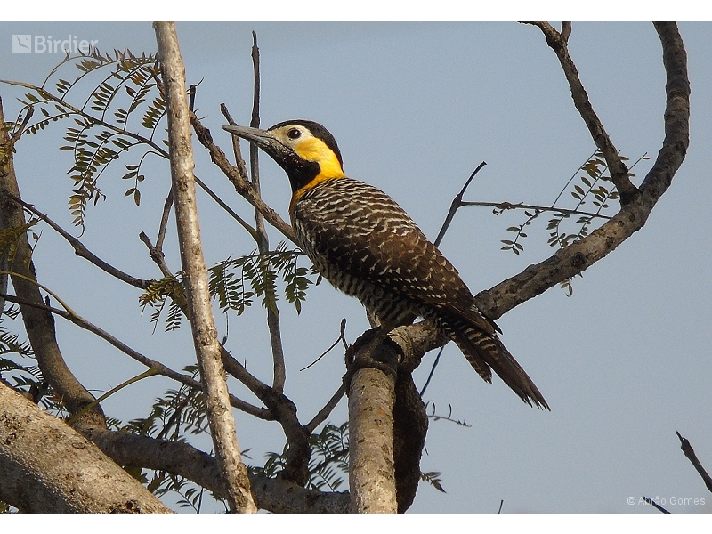 Campo Flicker