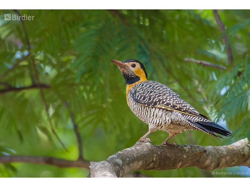 Campo Flicker