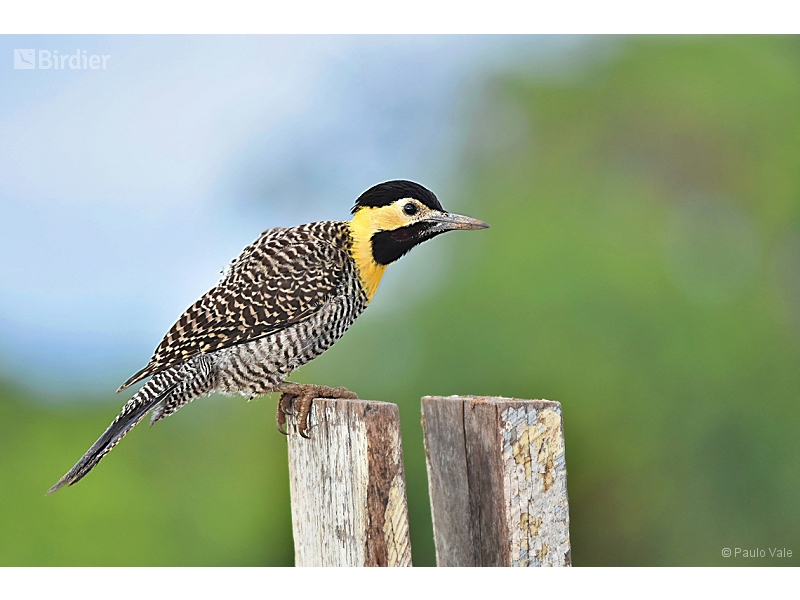 Campo Flicker