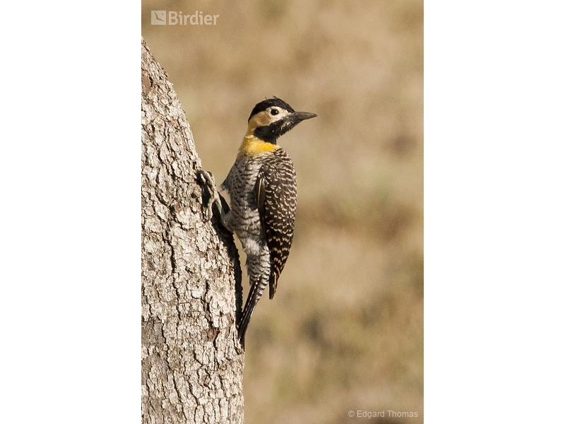 Campo Flicker
