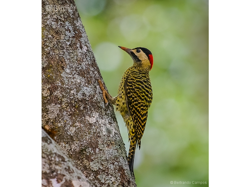 Green-barred Woodpecker