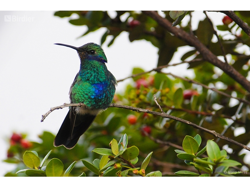 Sparkling Violetear