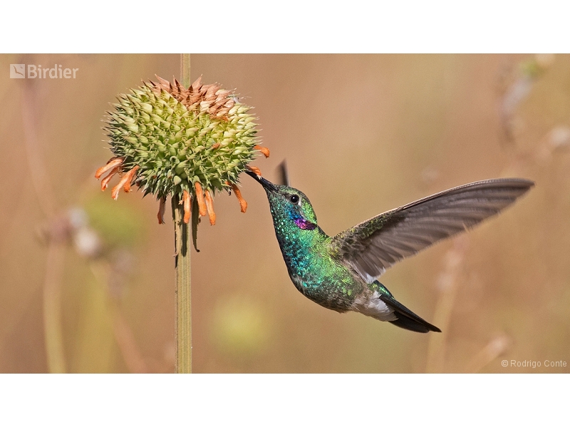 White-vented Violetear