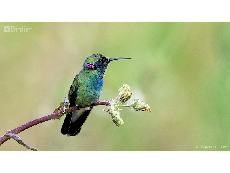 White-vented Violetear