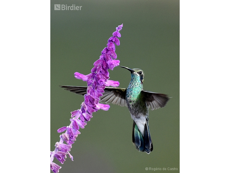 White-vented Violetear