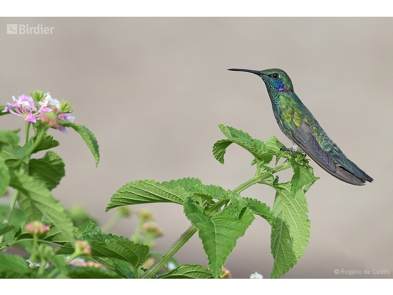 White-vented Violetear