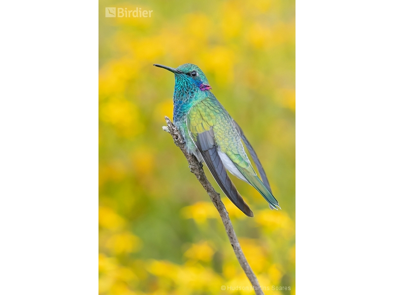 White-vented Violetear
