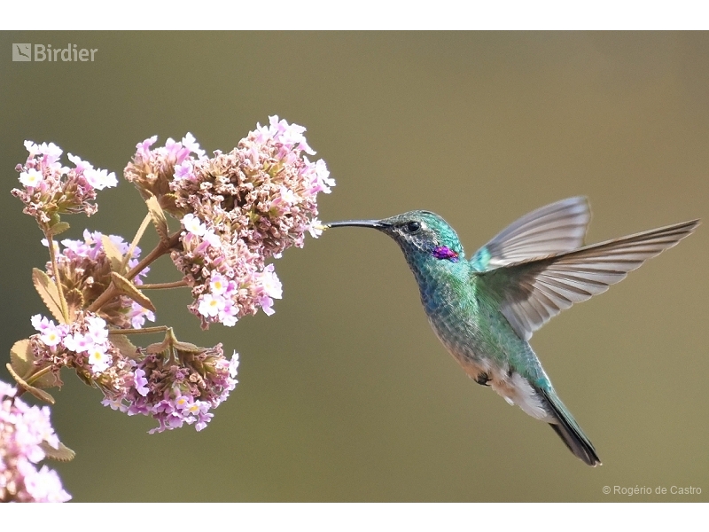 White-vented Violetear