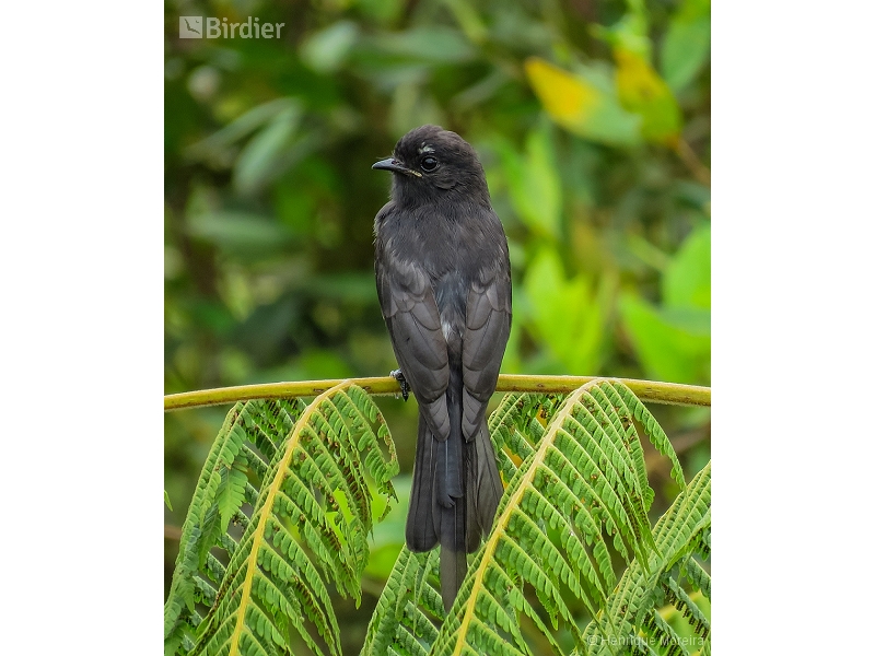 Long-tailed Tyrant