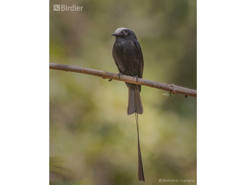 Long-tailed Tyrant