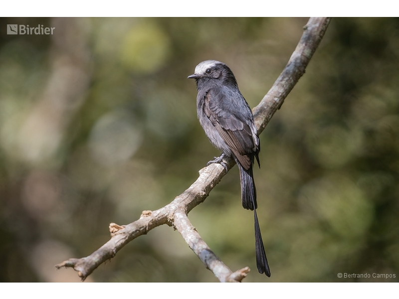 Long-tailed Tyrant