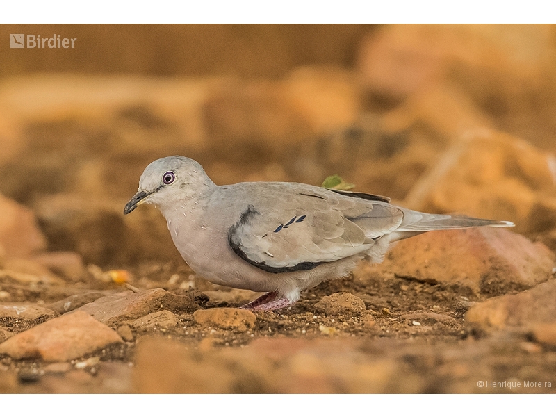 Picui Ground Dove