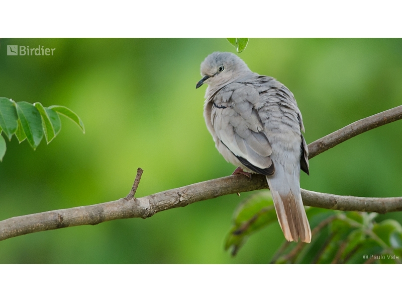 Picui Ground Dove