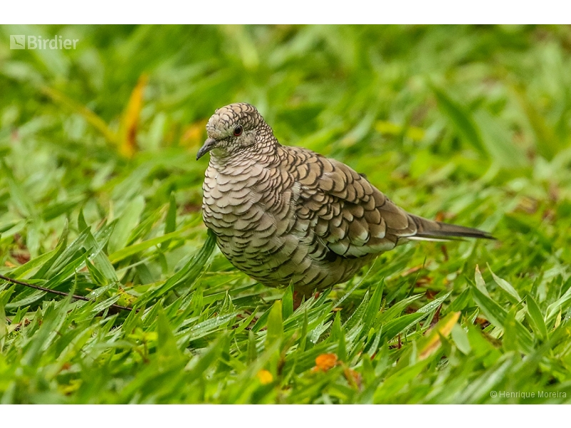 Scaled Dove