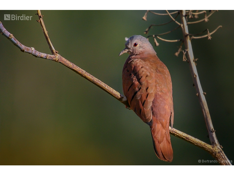 Ruddy Ground Dove