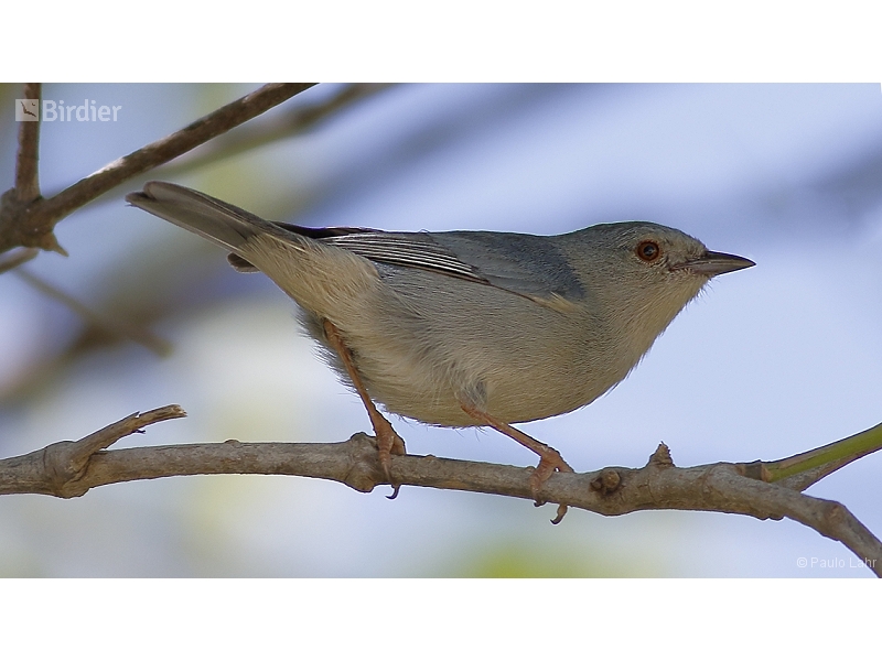 Bicolored Conebill