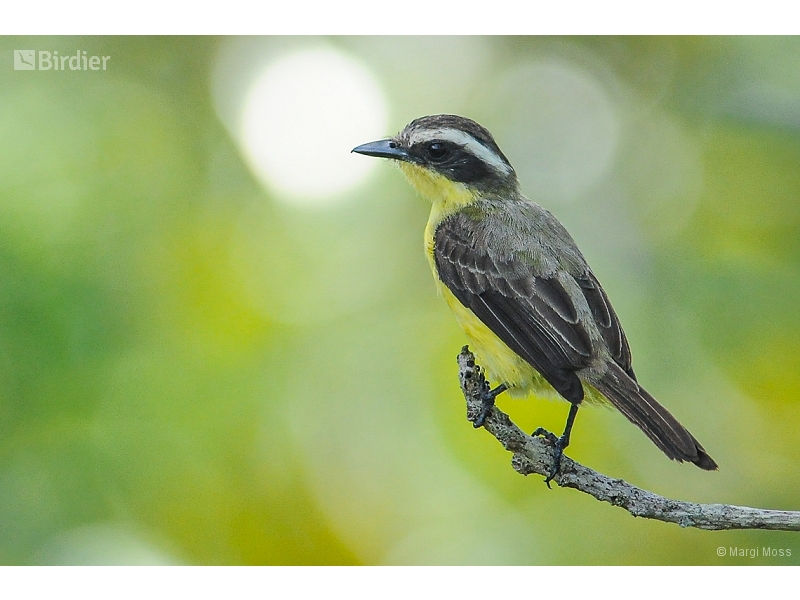 Three-striped Flycatcher