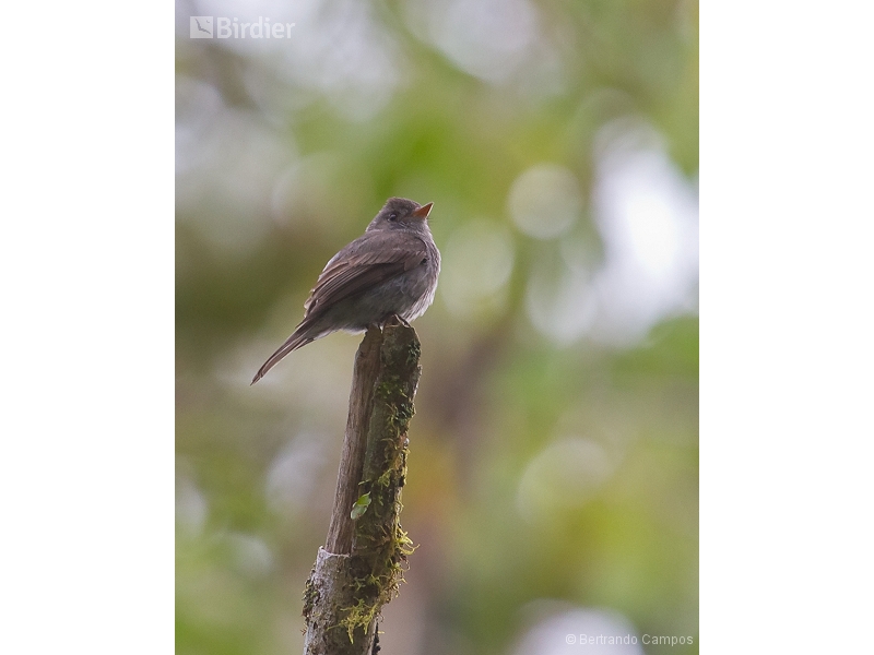Southern Tropical Pewee
